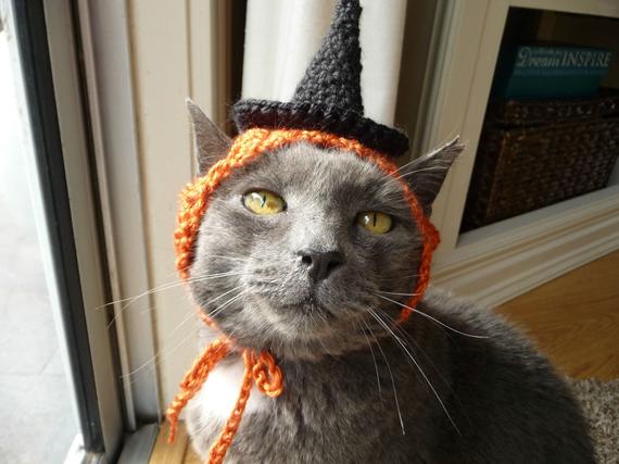 cat in knitted witch's hat