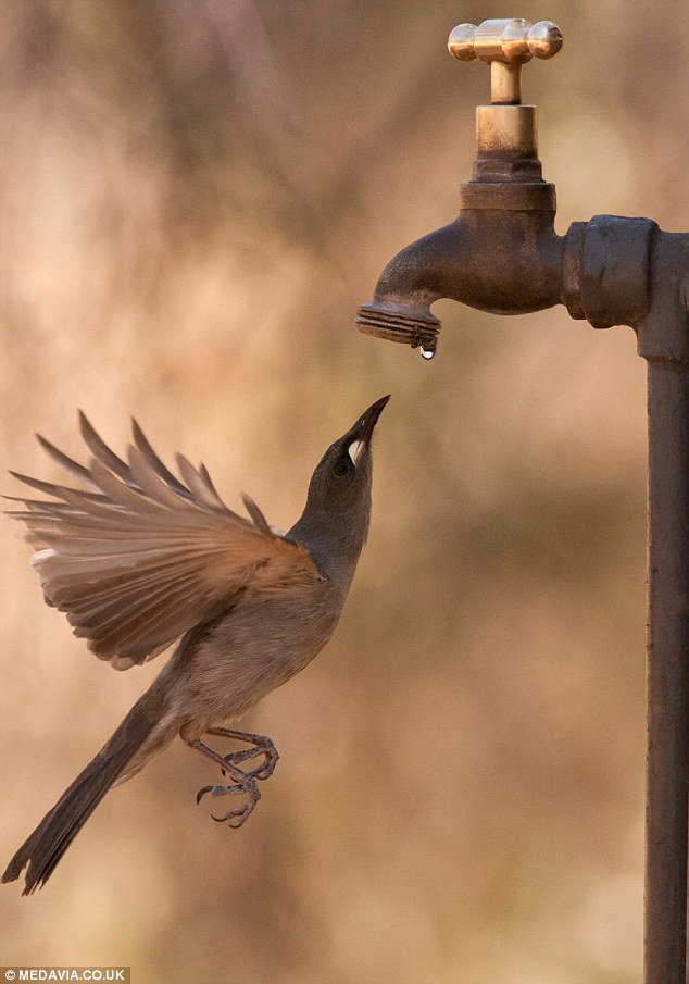 Honeyeater Bird drinking from tap