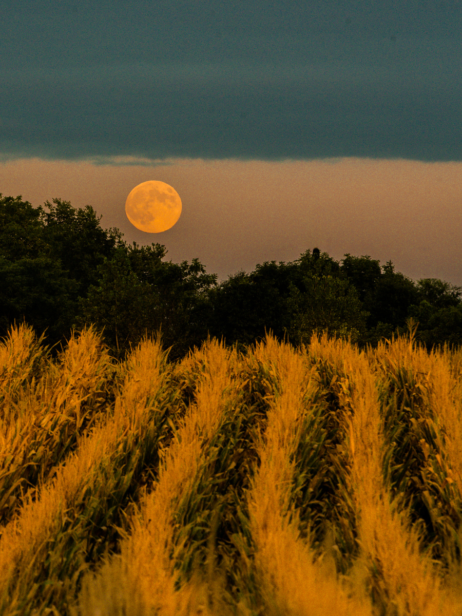 September Harvest Moon