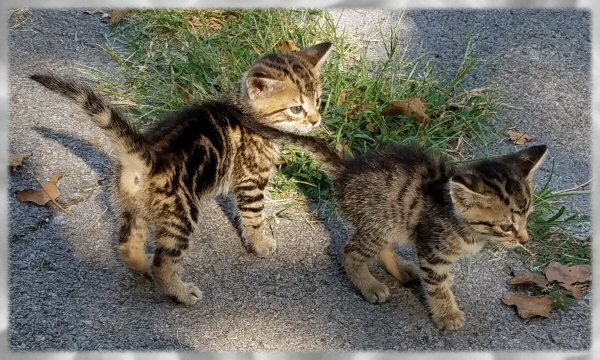 Kittens on the Loose