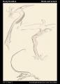 Birds and Lizard