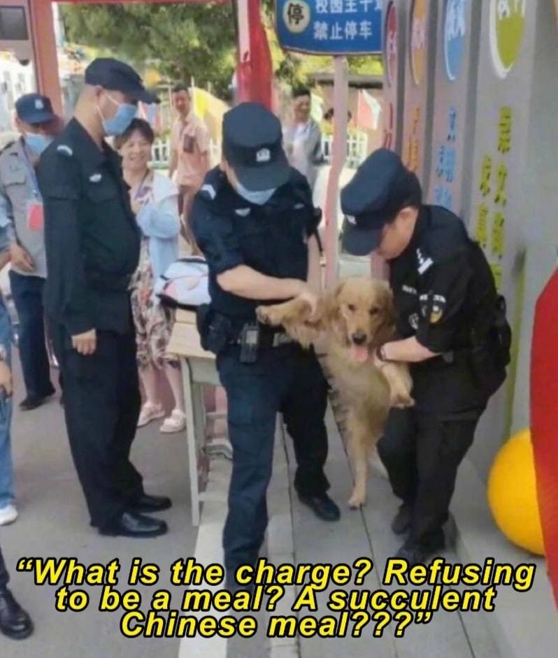 Chinese police arrest dog