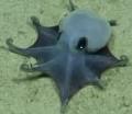 Blue Octopus