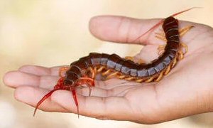 Redheaded Centipede