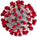 Corona Virus