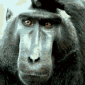 Confused Ape
