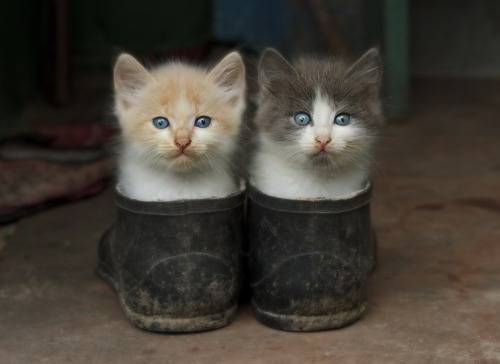 Pair of kittens