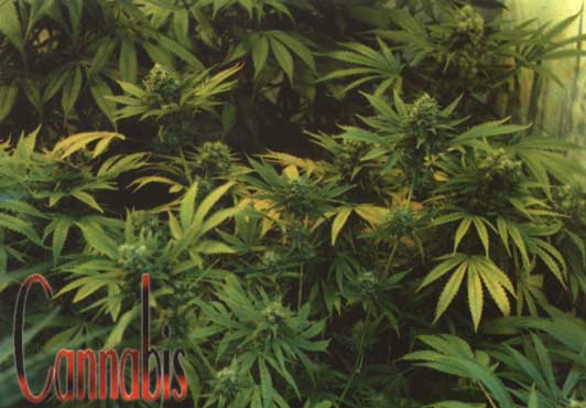 Lovely patch of green