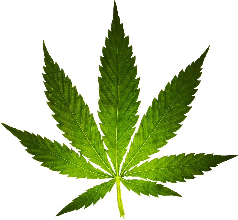 Cannabis leaf