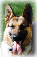 Drug-Sniffing Dogs