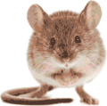Nightmouse