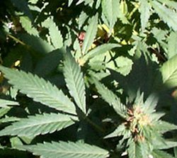 pot