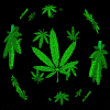 Pot leaves