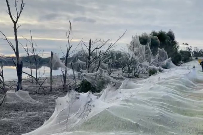 widespread spider webs