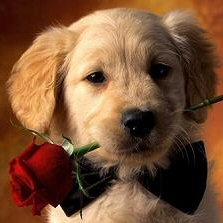 Dog with Rose