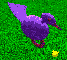 Purple bird with chick